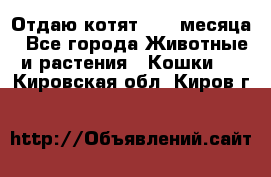 Отдаю котят. 1,5 месяца - Все города Животные и растения » Кошки   . Кировская обл.,Киров г.